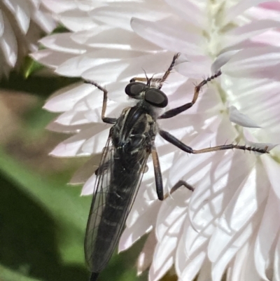 Cerdistus sp. (genus) (Yellow Slender Robber Fly) at Aranda, ACT - 7 Jan 2023 by Jubeyjubes