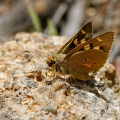 Trapezites eliena (Orange Ochre) at Gibraltar Pines - 7 Jan 2023 by DPRees125