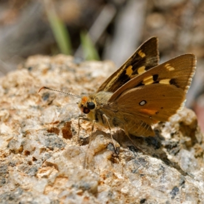 Trapezites eliena (Orange Ochre) at Paddys River, ACT - 7 Jan 2023 by DPRees125