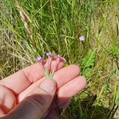 Epilobium billardiereanum (Willowherb) at Rocky Plain, NSW - 8 Jan 2023 by Csteele4