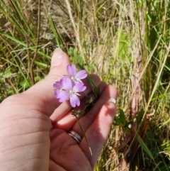 Epilobium billardiereanum at Rocky Plain, NSW - 8 Jan 2023 03:33 PM