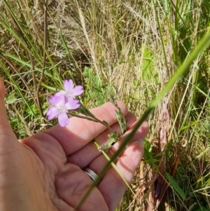 Epilobium billardiereanum at Rocky Plain, NSW - 8 Jan 2023 03:33 PM