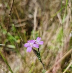 Epilobium billardiereanum at Rocky Plain, NSW - 8 Jan 2023 03:33 PM