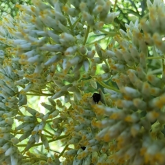 Mordellidae (family) at Watson, ACT - 8 Jan 2023