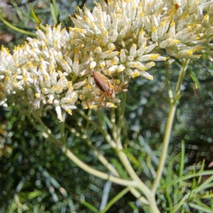 Oxyopes sp. (genus) at Watson, ACT - 8 Jan 2023