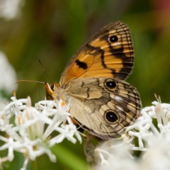 Heteronympha cordace (Bright-eyed Brown) at Namadgi National Park - 7 Jan 2023 by DPRees125