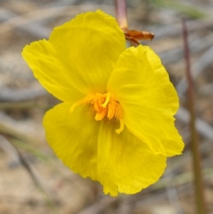 Xyris operculata at Vincentia, NSW - suppressed