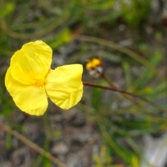 Xyris operculata at Vincentia, NSW - suppressed