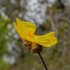 Xyris operculata at Vincentia, NSW - suppressed