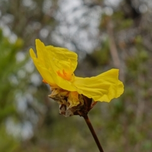 Xyris operculata at Vincentia, NSW - suppressed