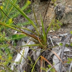 Xyris operculata at Vincentia, NSW - suppressed