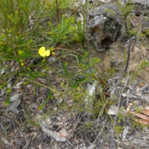 Xyris operculata at Vincentia, NSW - suppressed