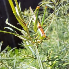 Conocephalomima barameda (False Meadow Katydid, Barameda) at Watson, ACT - 8 Jan 2023 by abread111