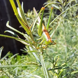 Conocephalomima barameda at Watson, ACT - 8 Jan 2023