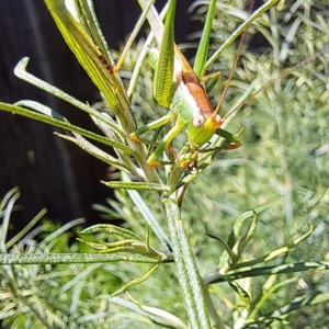 Conocephalomima barameda at Watson, ACT - 8 Jan 2023