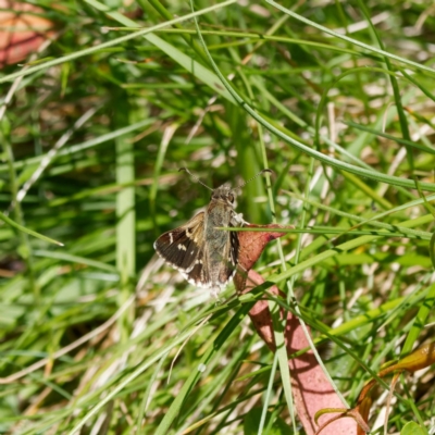Pasma tasmanica (Two-spotted Grass-skipper) at Namadgi National Park - 7 Jan 2023 by DPRees125
