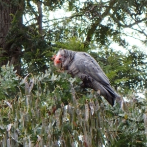 Callocephalon fimbriatum at Cook, ACT - 1 Dec 2022