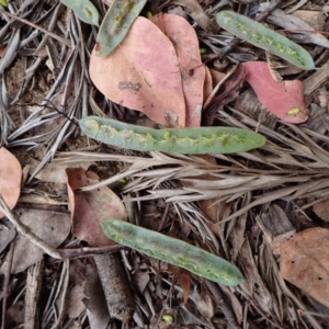 Callocephalon fimbriatum at Cook, ACT - suppressed