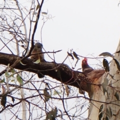 Callocephalon fimbriatum (Gang-gang Cockatoo) at Molonglo Valley, ACT - 14 Dec 2022 by CathB