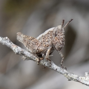 Acrididae sp. (family) at Vincentia, NSW - suppressed