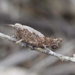 Acrididae sp. (family) at Vincentia, NSW - 7 Jan 2023