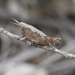 Acrididae sp. (family) at Vincentia, NSW - suppressed