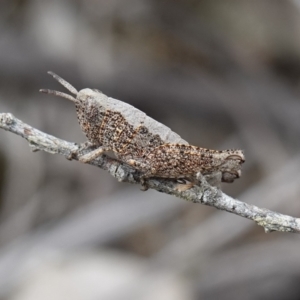 Acrididae sp. (family) at Vincentia, NSW - suppressed