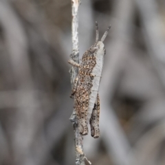 Acrididae sp. (family) at Vincentia, NSW - suppressed