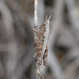 Acrididae sp. (family) at Vincentia, NSW - suppressed