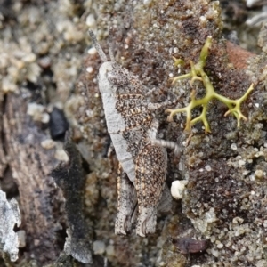 Acrididae sp. (family) at Vincentia, NSW - suppressed