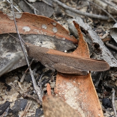 Goniaea opomaloides (Mimetic Gumleaf Grasshopper) at Vincentia, NSW - 7 Jan 2023 by RobG1