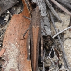 Goniaea opomaloides at Vincentia, NSW - suppressed