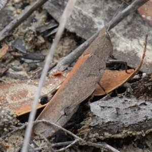 Goniaea opomaloides at Vincentia, NSW - suppressed