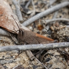 Goniaea opomaloides at Vincentia, NSW - suppressed