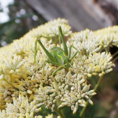 Caedicia simplex (Common Garden Katydid) at Aranda, ACT - 4 Jan 2023 by CathB