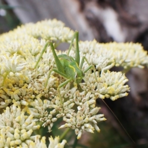 Caedicia simplex at Aranda, ACT - 4 Jan 2023 08:51 AM