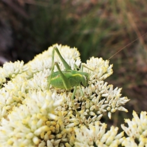 Caedicia simplex at Aranda, ACT - 4 Jan 2023 08:51 AM