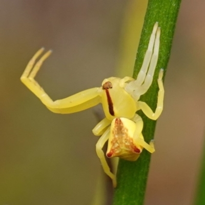 Sidymella trapezia (Trapezoid Crab Spider) at Vincentia, NSW - 7 Jan 2023 by RobG1
