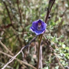 Thelymitra alpicola (Striped Alpine Sun Orchid) by MattM