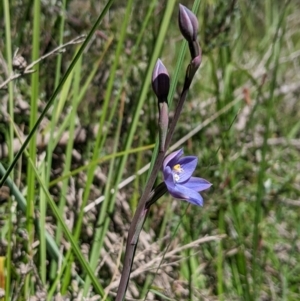 Thelymitra alpicola at suppressed - suppressed