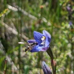 Thelymitra alpicola (Striped Alpine Sun Orchid) at Gibraltar Pines - 8 Jan 2023 by MattM