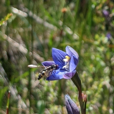 Thelymitra alpicola (Striped Alpine Sun Orchid) by MattM