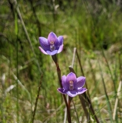 Thelymitra alpicola at suppressed - suppressed