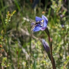 Thelymitra alpicola at suppressed - suppressed