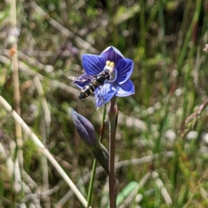 Thelymitra alpicola at suppressed - suppressed