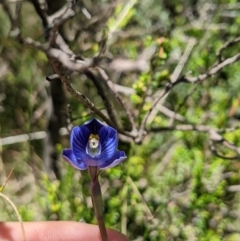 Thelymitra alpicola (Striped Alpine Sun Orchid) at Paddys River, ACT - 8 Jan 2023 by MattM