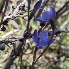 Thelymitra alpicola (Striped Alpine Sun Orchid) at Gibraltar Pines - 8 Jan 2023 by MattM