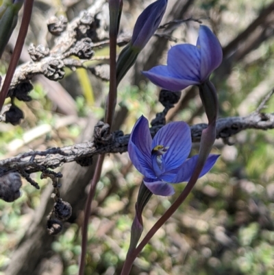 Thelymitra alpicola (Striped Alpine Sun Orchid) at Gibraltar Pines - 8 Jan 2023 by MattM