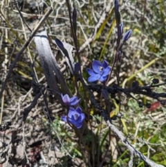 Thelymitra alpicola at suppressed - suppressed