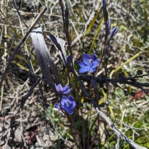 Thelymitra alpicola at suppressed - suppressed